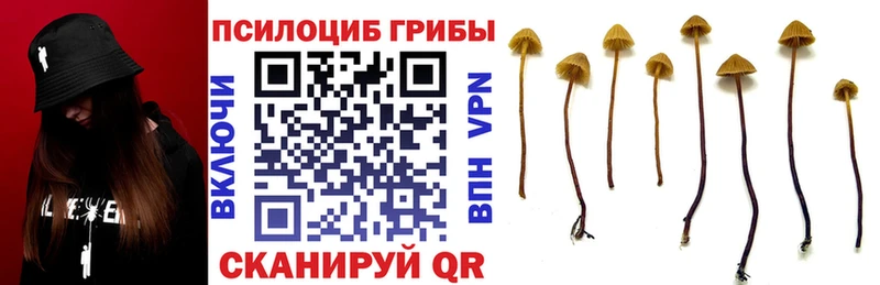 Псилоцибиновые грибы Psilocybe  KRAKEN ССЫЛКА  Карталы 